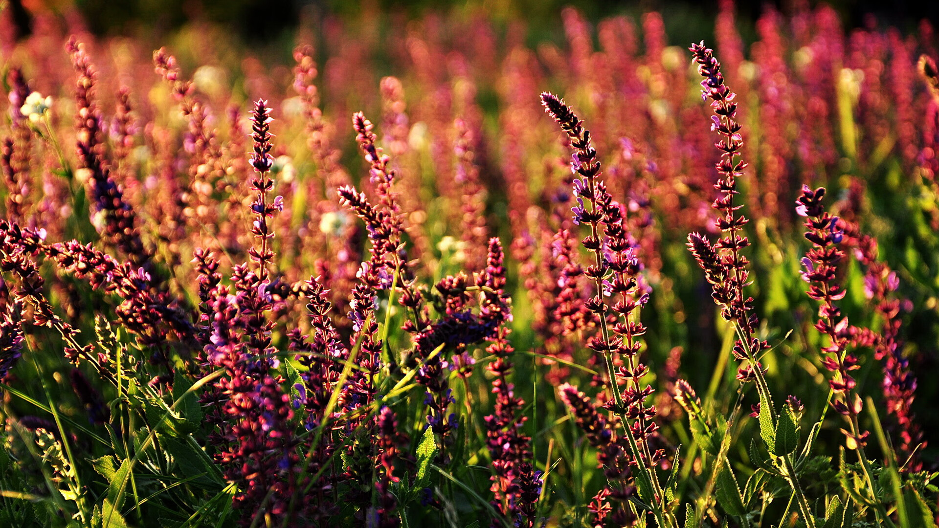 Dota 2 战队战术多样化发展,dota2战队tundra