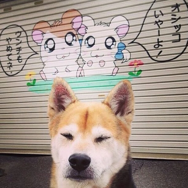 _冰雪马拉松:白雪覆盖的速度对决_,2020北京冰雪马拉松